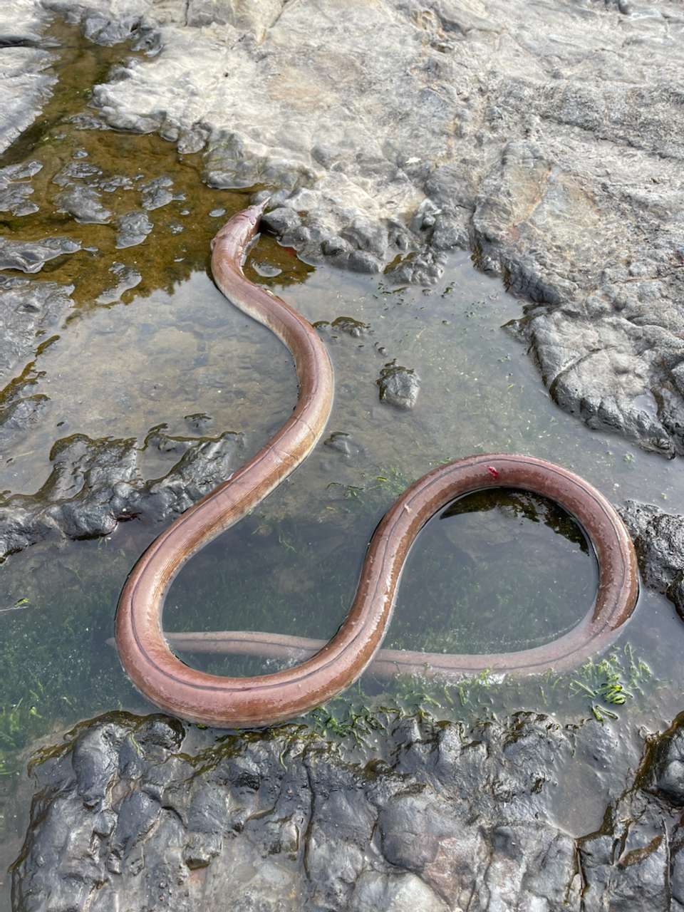 ダイナンウミヘビ