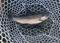 ロックトラウトの釣果