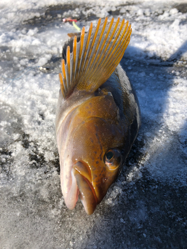 アイナメの釣果