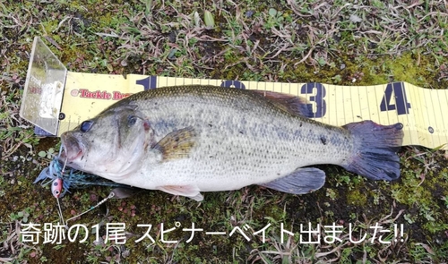 ブラックバスの釣果