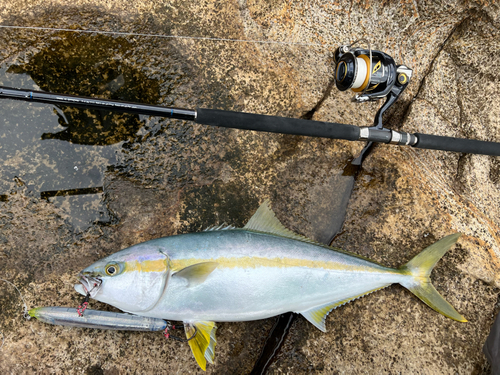 ヒラマサの釣果