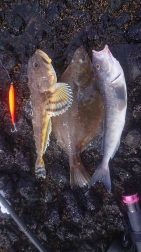 ホッケの釣果