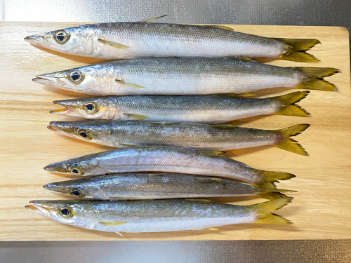 カマスの釣果