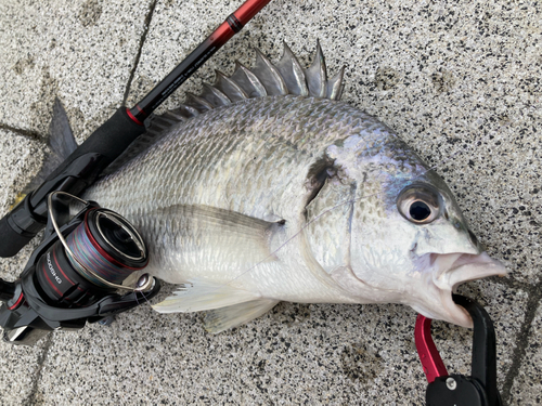 キビレの釣果