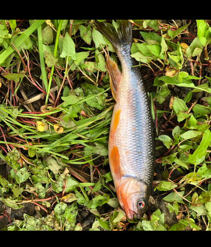 カワムツの釣果