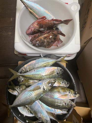 アジの釣果