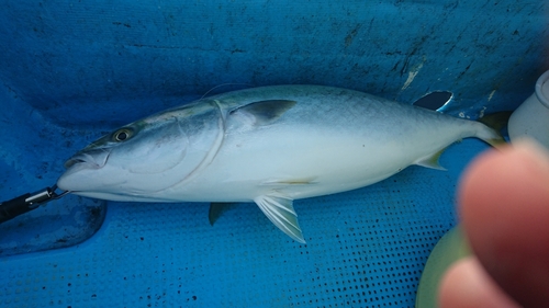 ブリの釣果