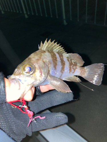 シロメバルの釣果