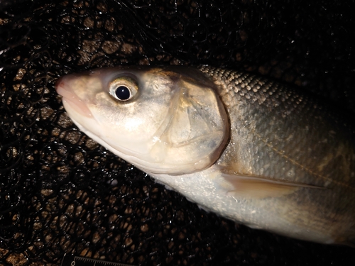 ウグイの釣果