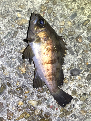 メバルの釣果