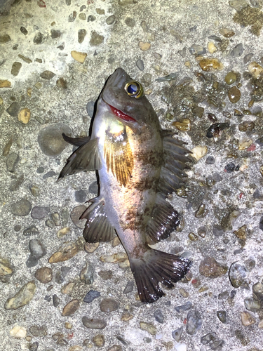 メバルの釣果