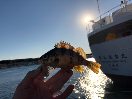 メバルの釣果