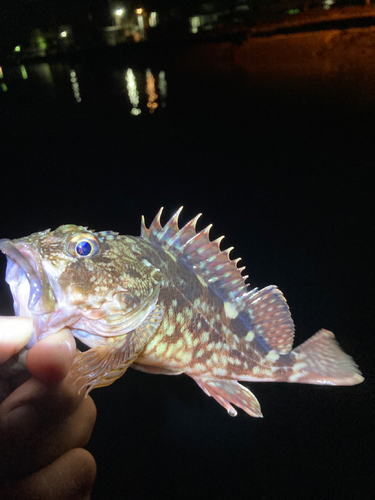 ムラソイの釣果