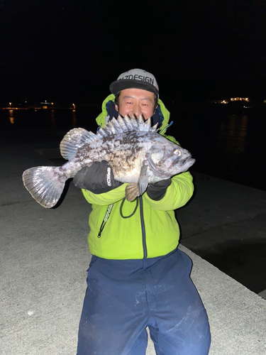 クロソイの釣果