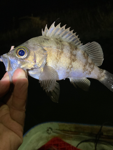 メバルの釣果