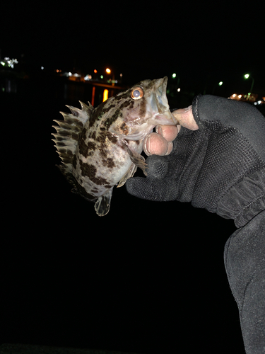 タケノコメバルの釣果