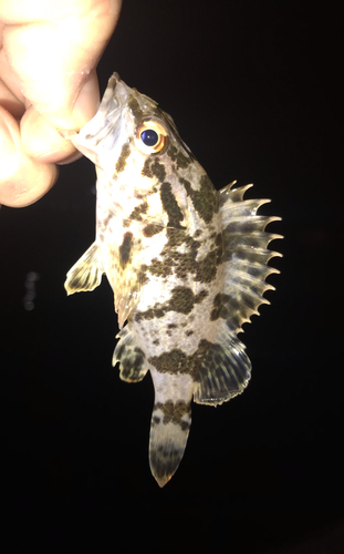 タケノコメバルの釣果