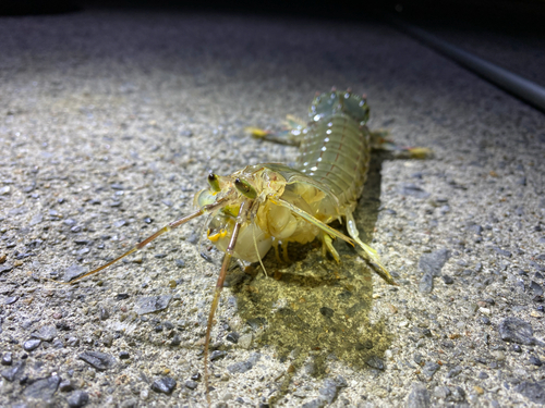 シャコの釣果