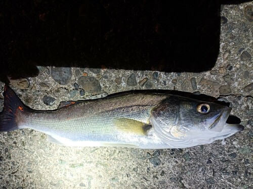 セイゴ（マルスズキ）の釣果