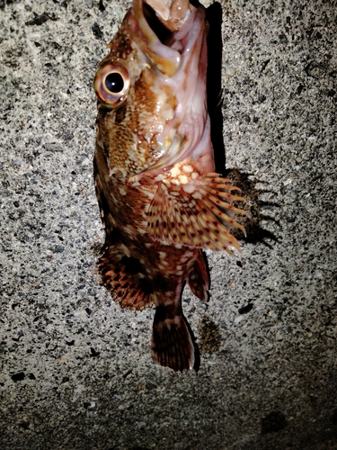 カサゴの釣果