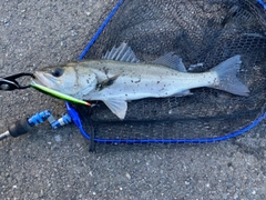 フッコ（マルスズキ）の釣果