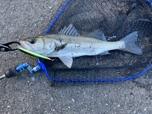 フッコ（マルスズキ）の釣果