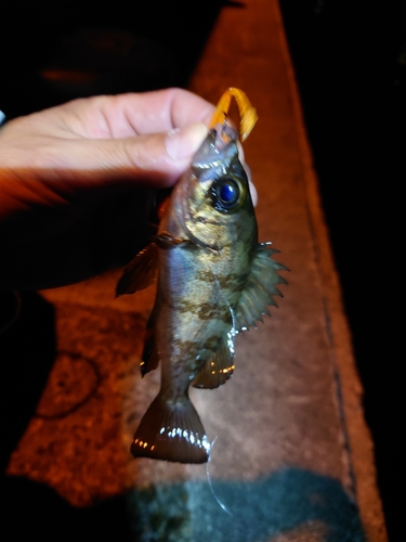 シロメバルの釣果