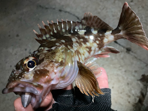 カサゴの釣果