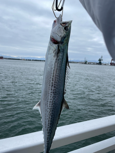 サゴシの釣果