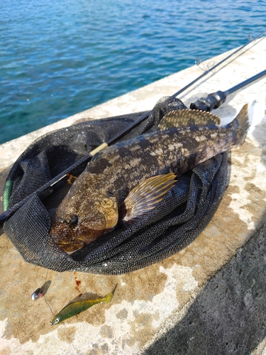 アイナメの釣果