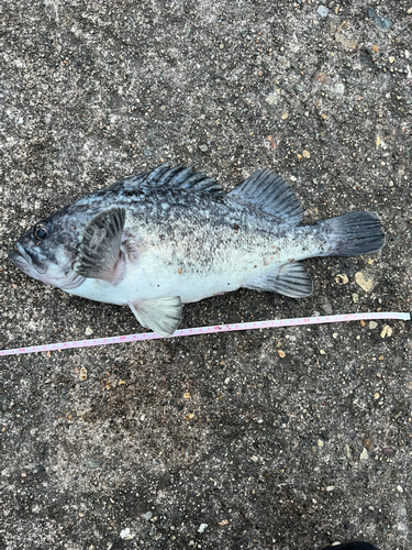 クロソイの釣果