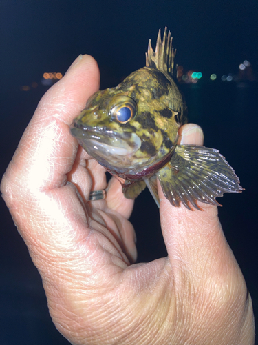 ムラソイの釣果