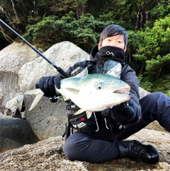 ブリの釣果