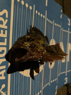 カサゴの釣果