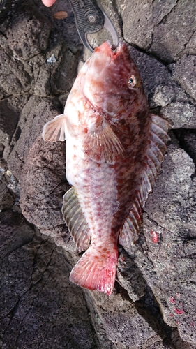 ブダイの釣果