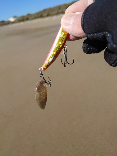 シタビラメの釣果