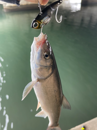 ウグイの釣果