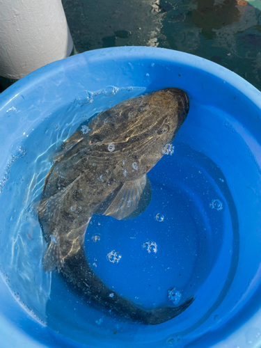 マゴチの釣果