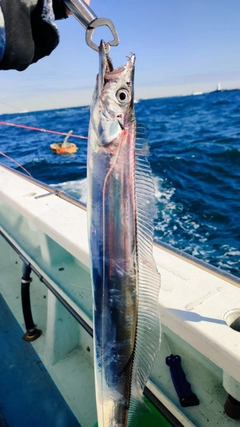 タチウオの釣果