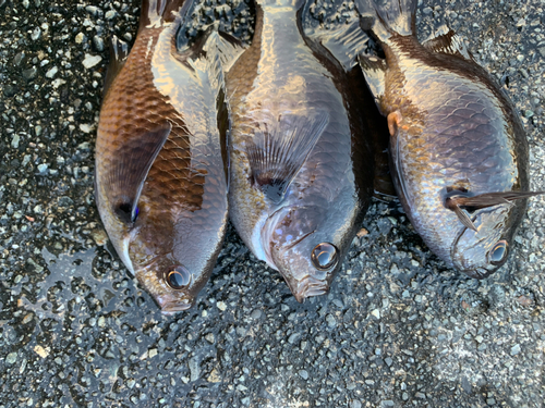 スズメダイの釣果