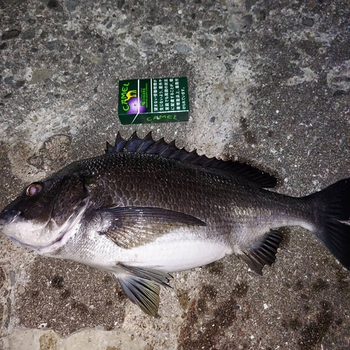 チヌの釣果