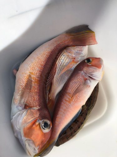 アマダイの釣果