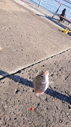 ウミタナゴの釣果