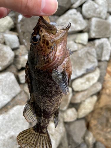 ムラソイの釣果