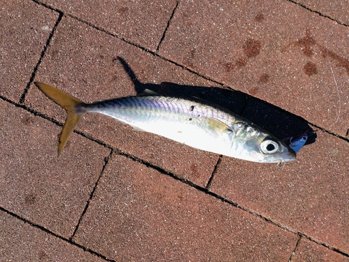 サバの釣果