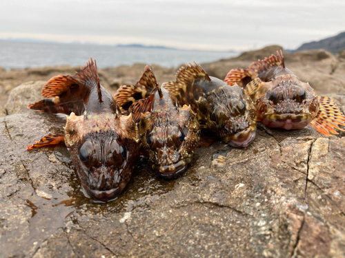 カサゴの釣果