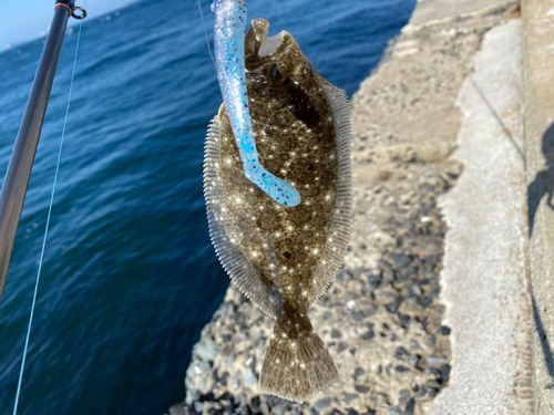 ヒラメの釣果