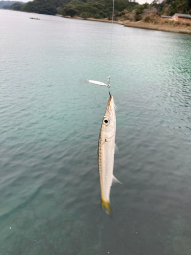 カマスの釣果