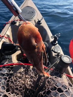 ホウボウの釣果