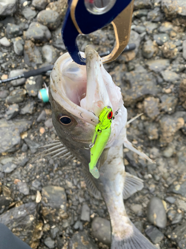 セイゴ（タイリクスズキ）の釣果